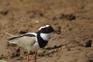 Les eaux fantastiques du Pantanal