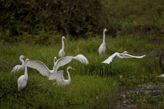 Les eaux fantastiques du Pantanal