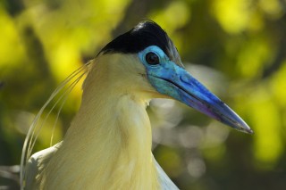 Les eaux fantastiques du Pantanal