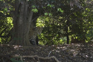 Les eaux fantastiques du Pantanal