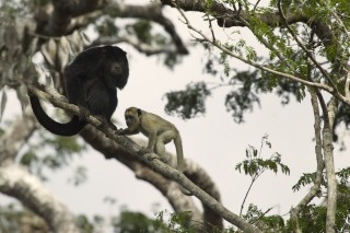 Les eaux fantastiques du Pantanal