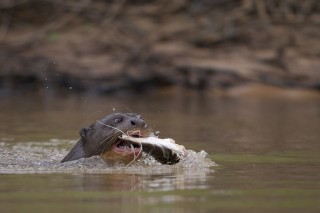 Les eaux fantastiques du Pantanal