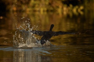 Les eaux fantastiques du Pantanal