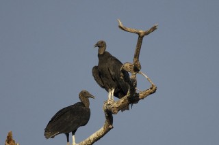 Les eaux fantastiques du Pantanal