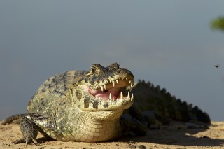 Les eaux fantastiques du Pantanal