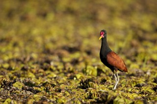 Les eaux fantastiques du Pantanal