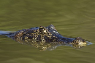 Les eaux fantastiques du Pantanal