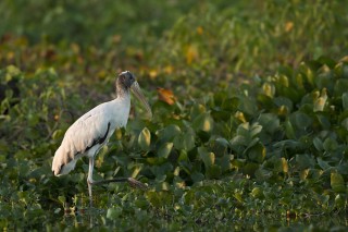 Les eaux fantastiques du Pantanal