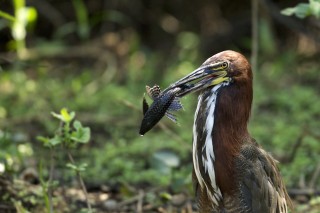 Les eaux fantastiques du Pantanal