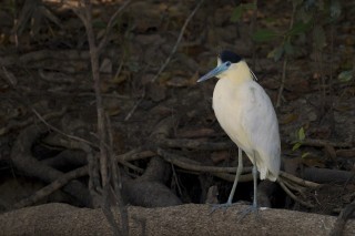 Les eaux fantastiques du Pantanal