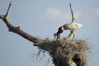 Les eaux fantastiques du Pantanal