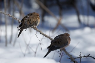 L&#039;hiver au Québec