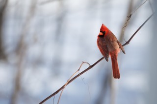 L&#039;hiver au Québec