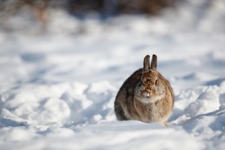 L&#039;hiver au Québec