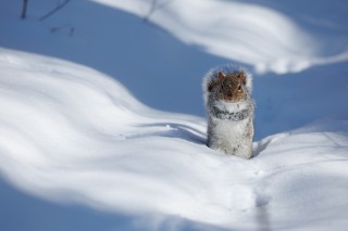 L&#039;hiver au Québec