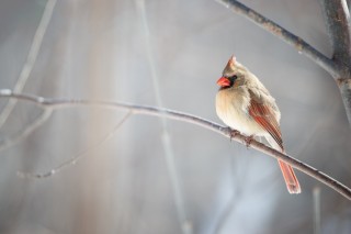 L&#039;hiver au Québec