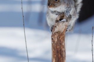 L&#039;hiver au Québec