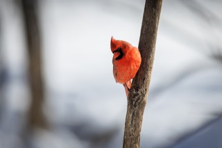 L&#039;hiver au Québec