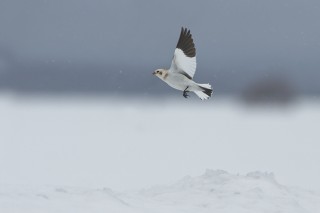 L&#039;hiver au Québec