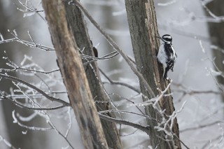 L&#039;hiver au Québec