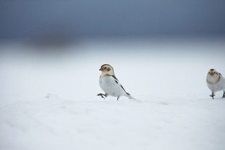 L&#039;hiver au Québec