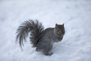 L&#039;hiver au Québec