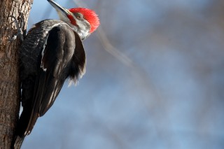 L&#039;hiver au Québec