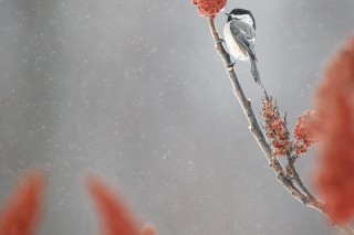 L&#039;hiver au Québec