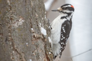 L&#039;hiver au Québec