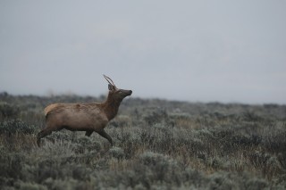 Yellowstone et Grand Teton National Park