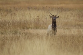 Yellowstone et Grand Teton National Park