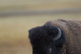 Yellowstone et Grand Teton National Park