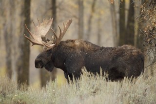 Yellowstone et Grand Teton National Park