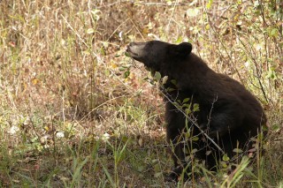 Yellowstone et Grand Teton National Park