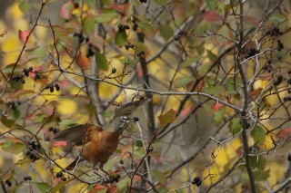 Yellowstone et Grand Teton National Park