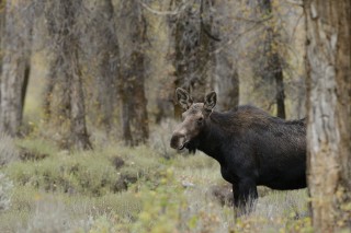 Yellowstone et Grand Teton National Park