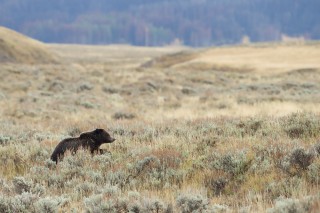 Yellowstone et Grand Teton National Park