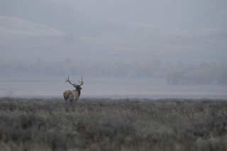 Yellowstone et Grand Teton National Park