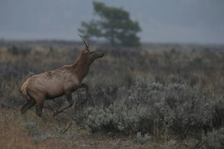 Yellowstone et Grand Teton National Park