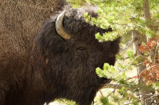 Yellowstone et Grand Teton National Park