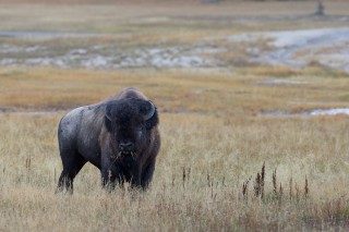 Yellowstone et Grand Teton National Park