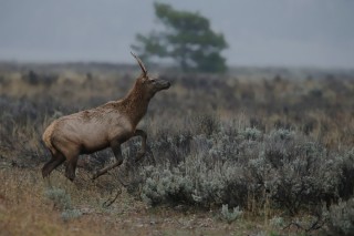 Yellowstone et Grand Teton National Park