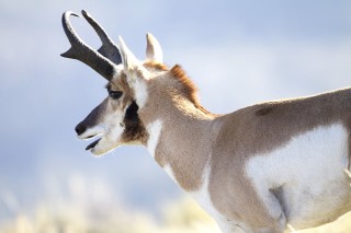 Yellowstone et Grand Teton National Park