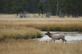 Yellowstone et Grand Teton National Park