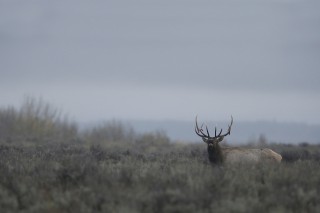 Yellowstone et Grand Teton National Park