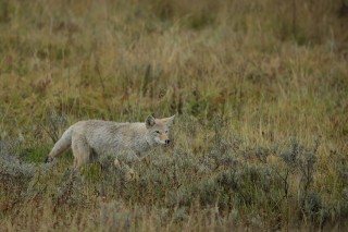 Yellowstone et Grand Teton National Park