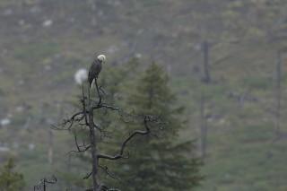 Yellowstone et Grand Teton National Park