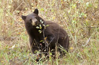 Yellowstone et Grand Teton National Park