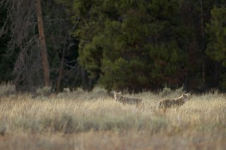 Yellowstone et Grand Teton National Park