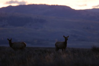 Yellowstone et Grand Teton National Park